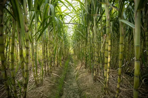 Sugarcane